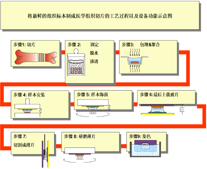 医学不脱钙硬组织病理