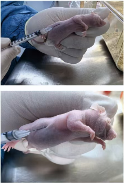 乳腺癌-移植性乳腺癌皮下模型